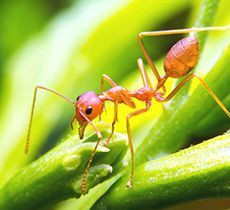 fire ant treatment greenbank