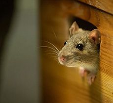 rodent control greenbank