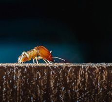 pest and termite control