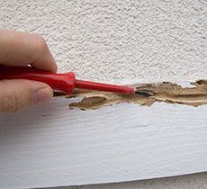 timber pest inspection