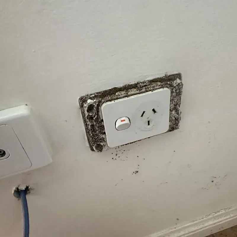 Termite damage inside powerpoint outlet