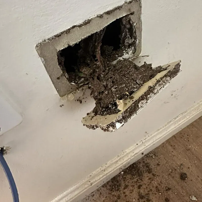 Termite damage inside powerpoint outlet