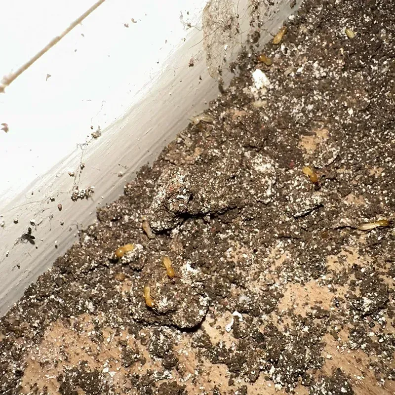 Termite Damage in house interior