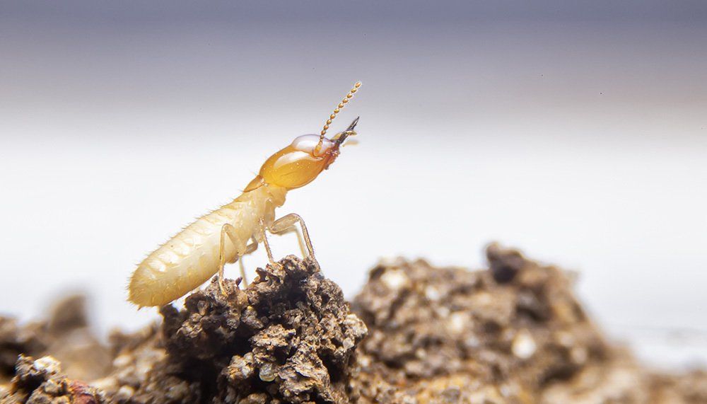 Close Up Image Of A Termite — Brisbane, QLD — T C's Pest & Termite