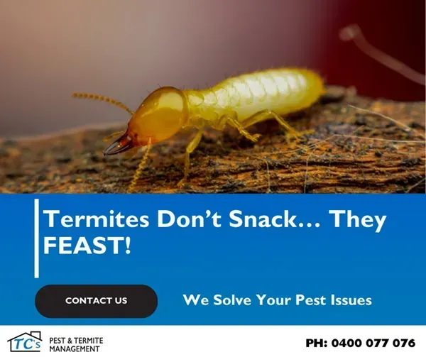 Flying Termites Treatment
