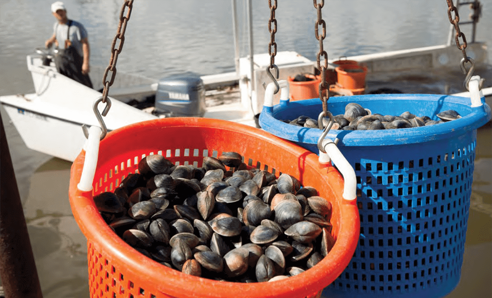 Two baskets filled with clams are hanging from chains next to a boat.