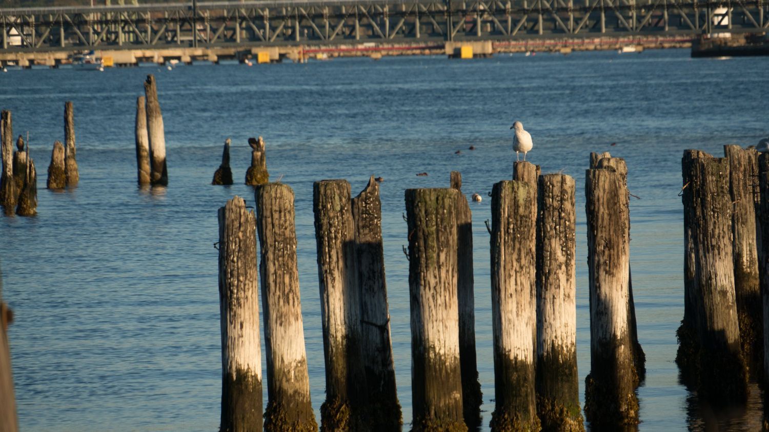A seagull is perched on a wooden post in the middle of a body of water.