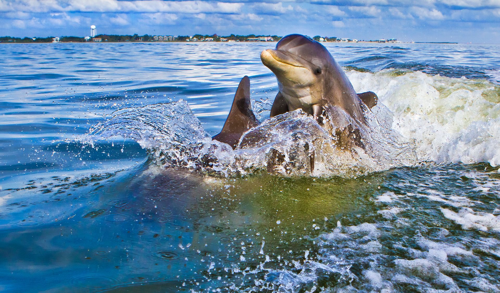 A dolphin is jumping out of the water.