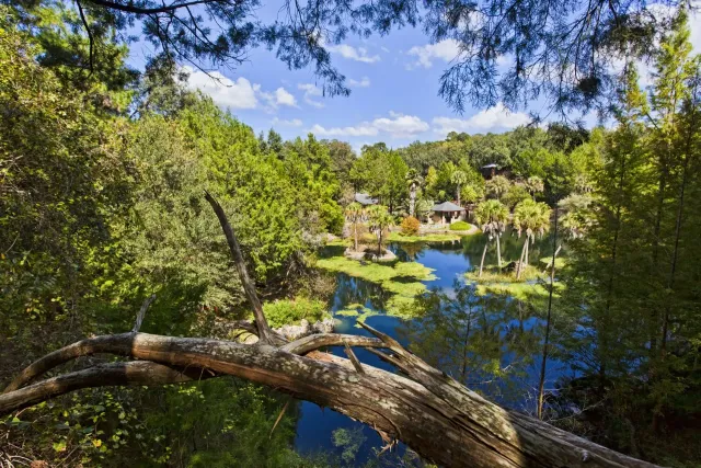 A tree branch is hanging over a lake surrounded by trees.