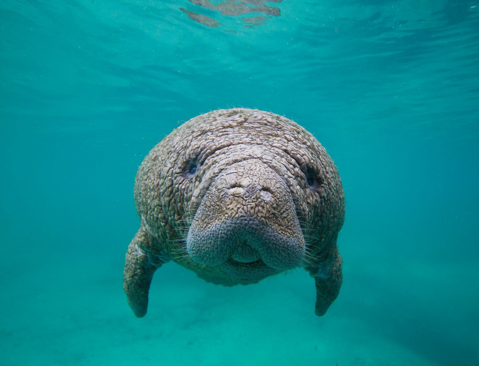 A manatee is swimming in the ocean and looking at the camera.