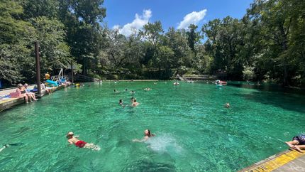 A group of people are swimming in a large swimming pool surrounded by trees.
