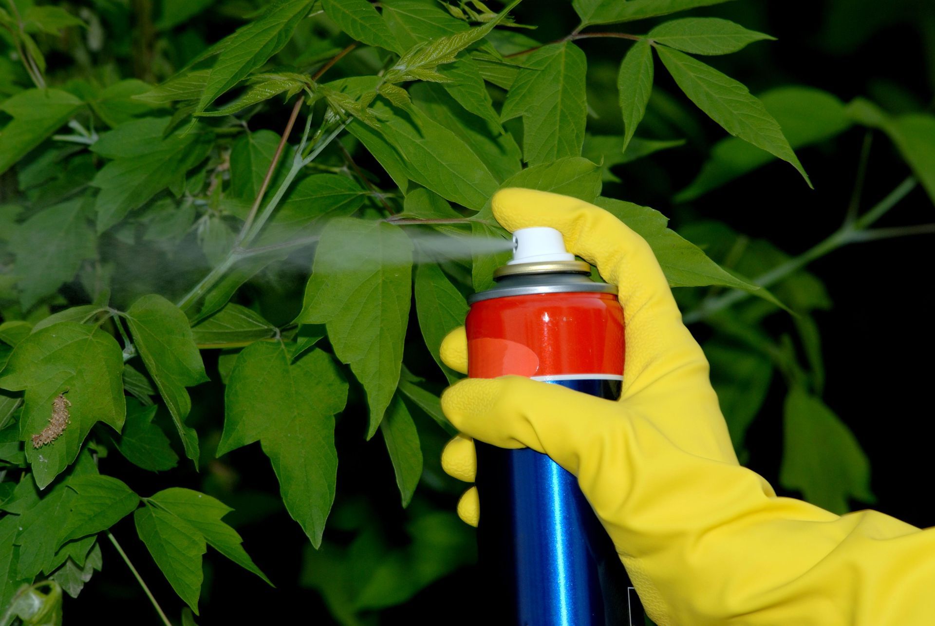 Hand Spraying Pesticide on Plant Leaves — John's Tree Lopping in Belmont, NSW