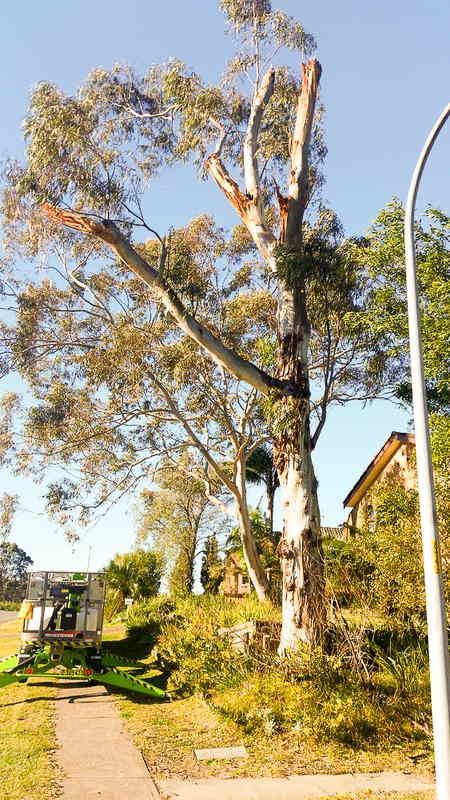 Tree Being Pruned with Work Truck — John's Tree Lopping in Belmont, NSW