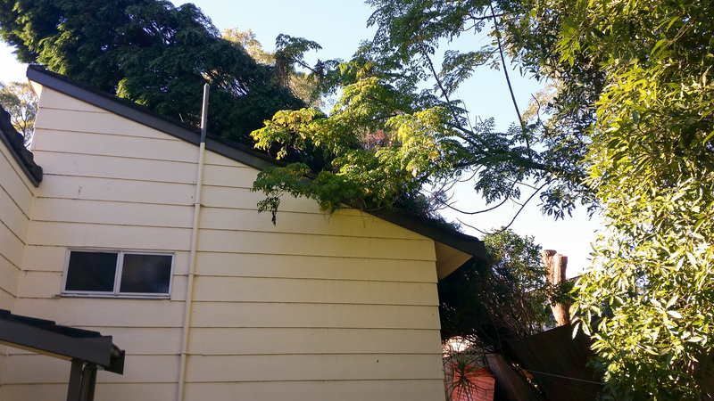 Tree Branches on House Roof — John's Tree Lopping in Belmont, NSW