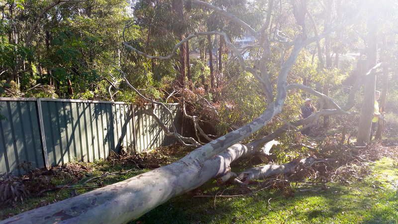 Fallen Tree Trunk Over Green Fence — John's Tree Lopping in Belmont, NSW
