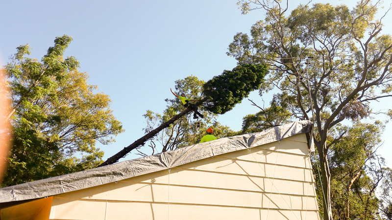 Tree Being Cut on Roof with Worker — John's Tree Lopping in Belmont, NSW