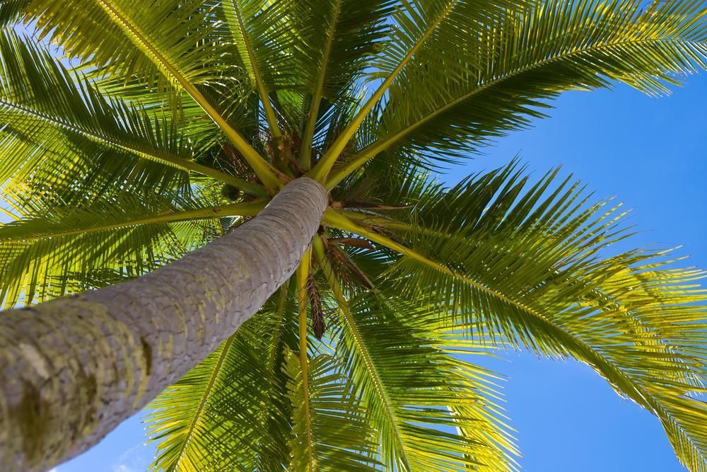 Palm Tree Trunk with Green Fronds — John's Tree Lopping in Belmont, NSW