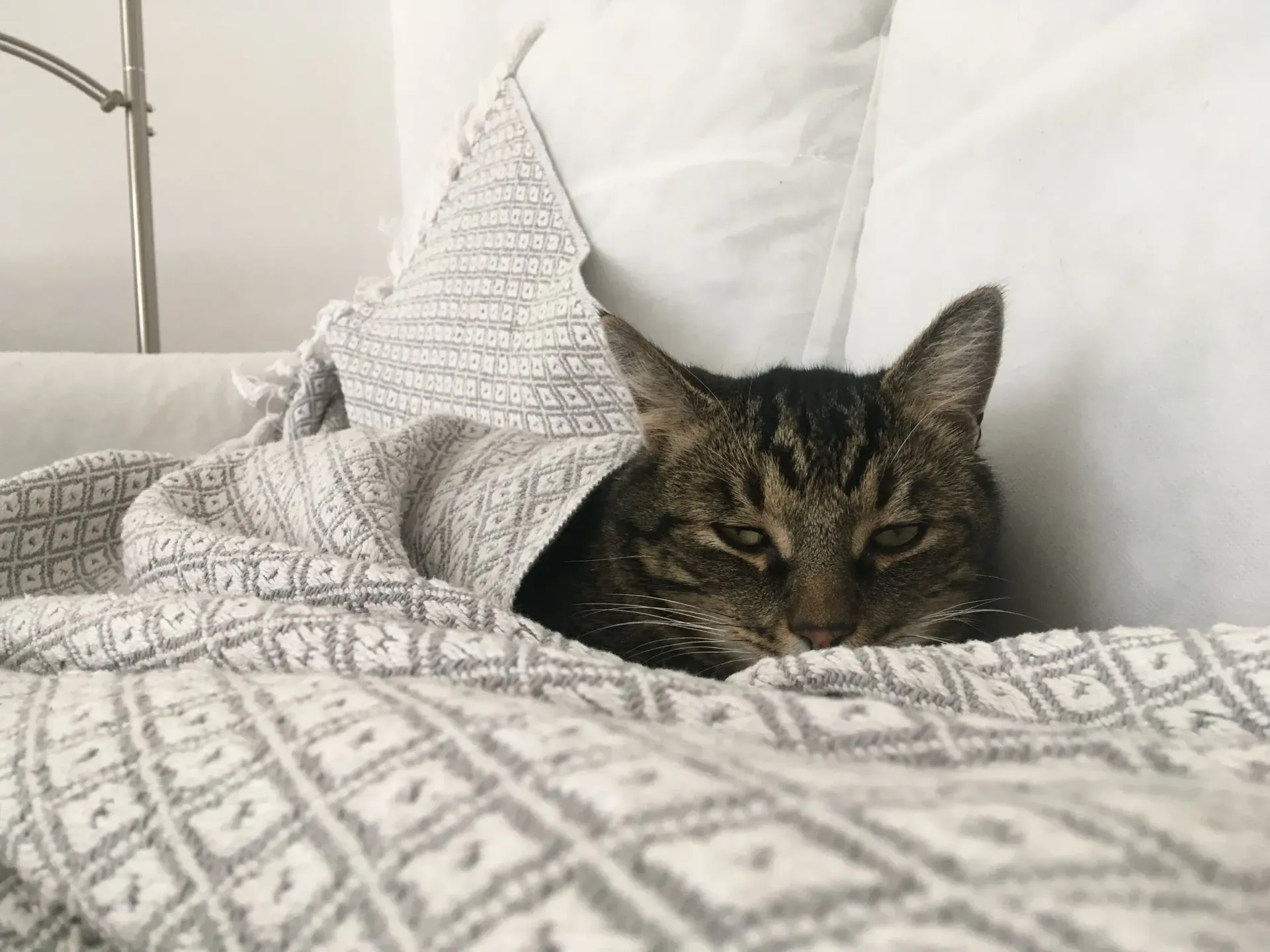 Die Katze lag verschlafen unter einer grau gemusterten Decke auf einem Bett.