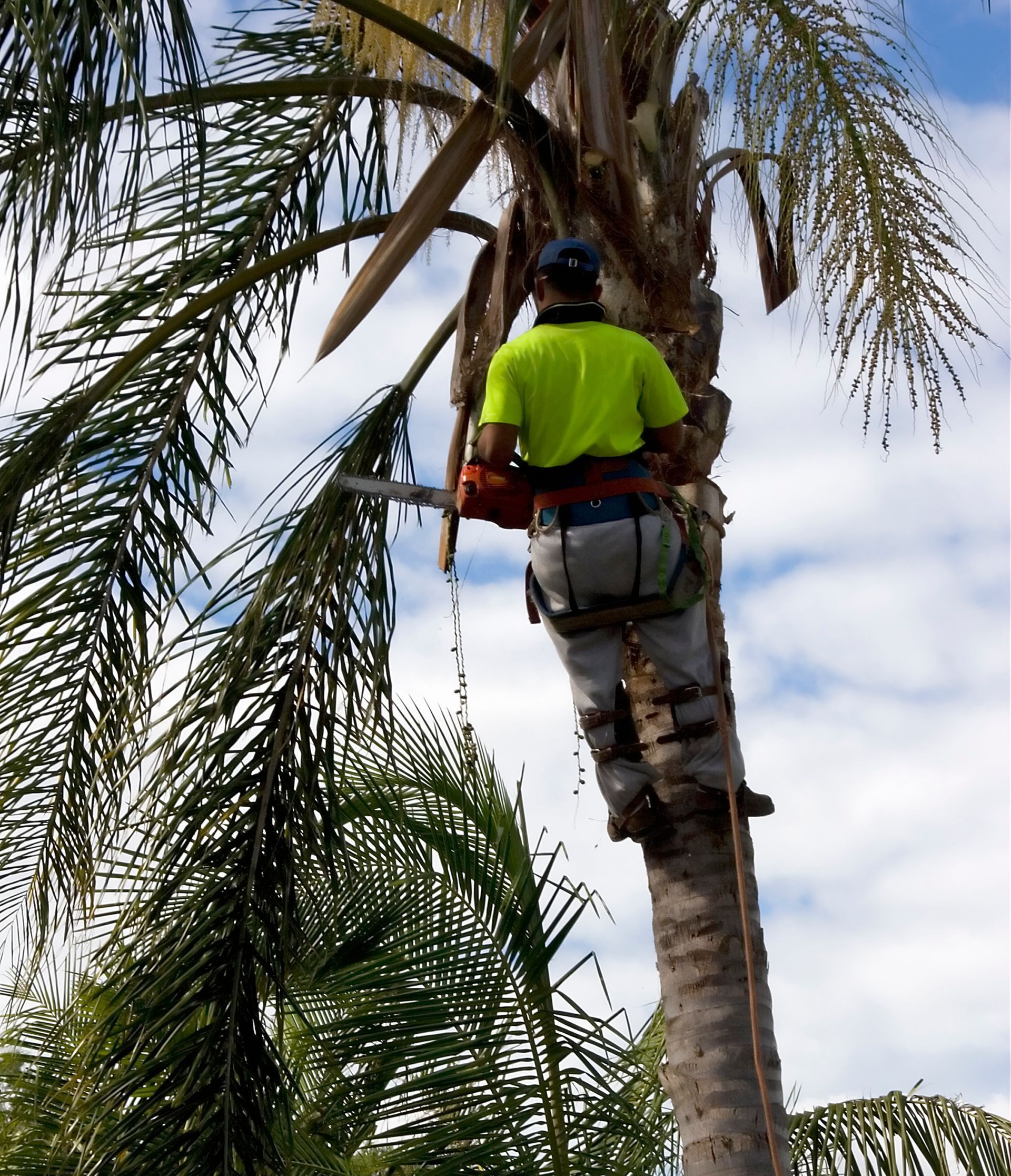 A man uses a chainsaw to trim branches on a palm tree.