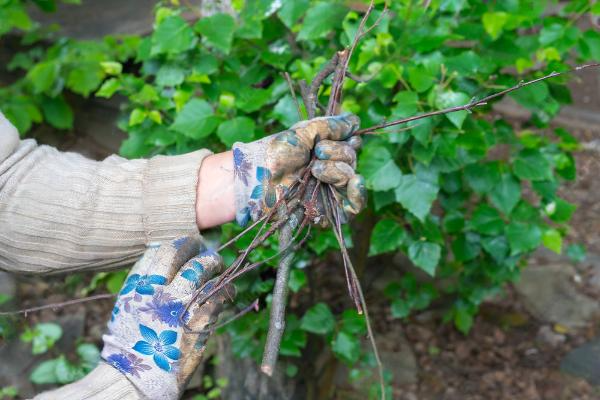 Man removing old tree branches in the garden.