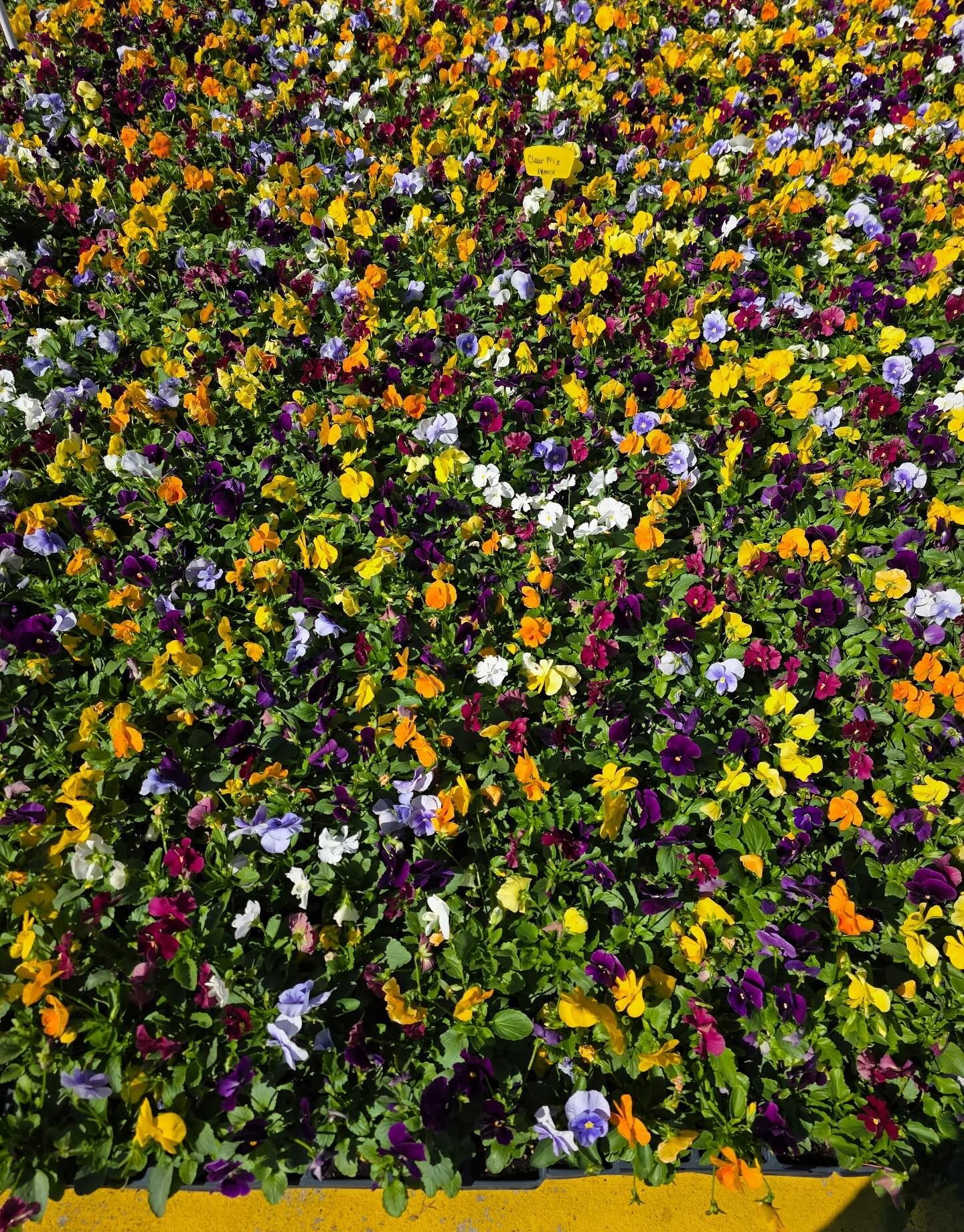 Bed of colorful pansies in yellow, purple, orange, and white.
