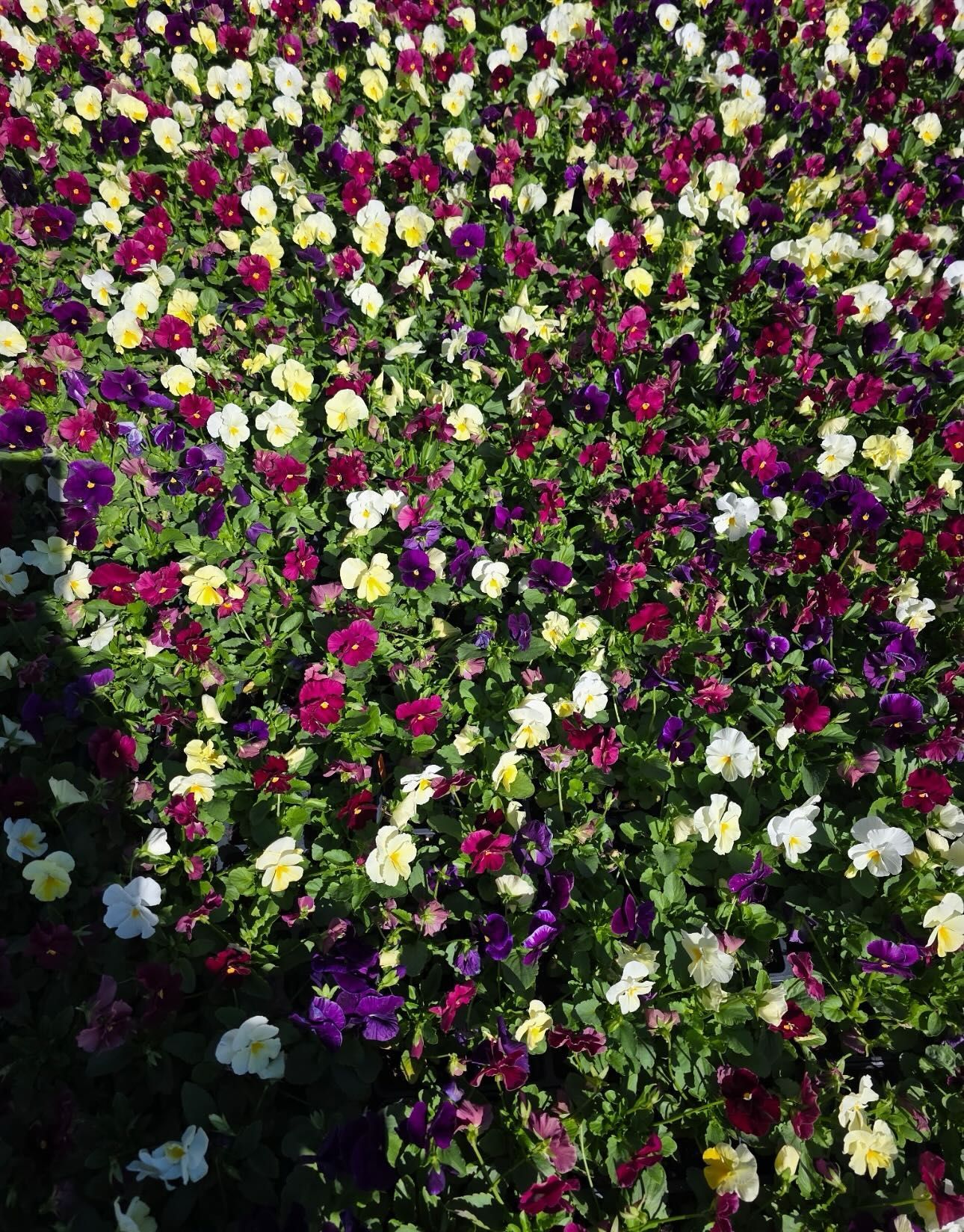 Field of colorful pansy flowers: purple, white, yellow, and red blooms in a sunny garden.
