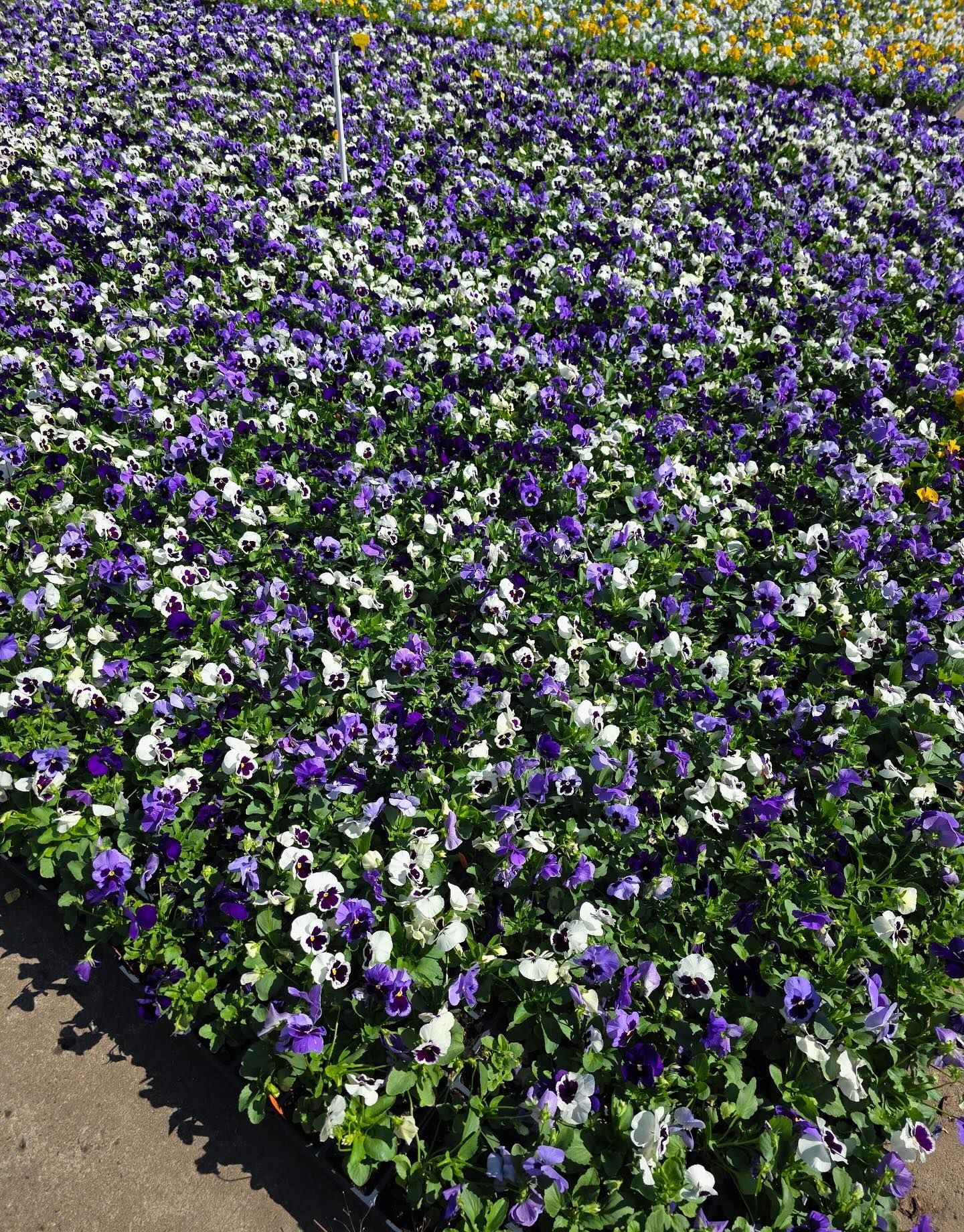 Field of purple and white pansies in full bloom.