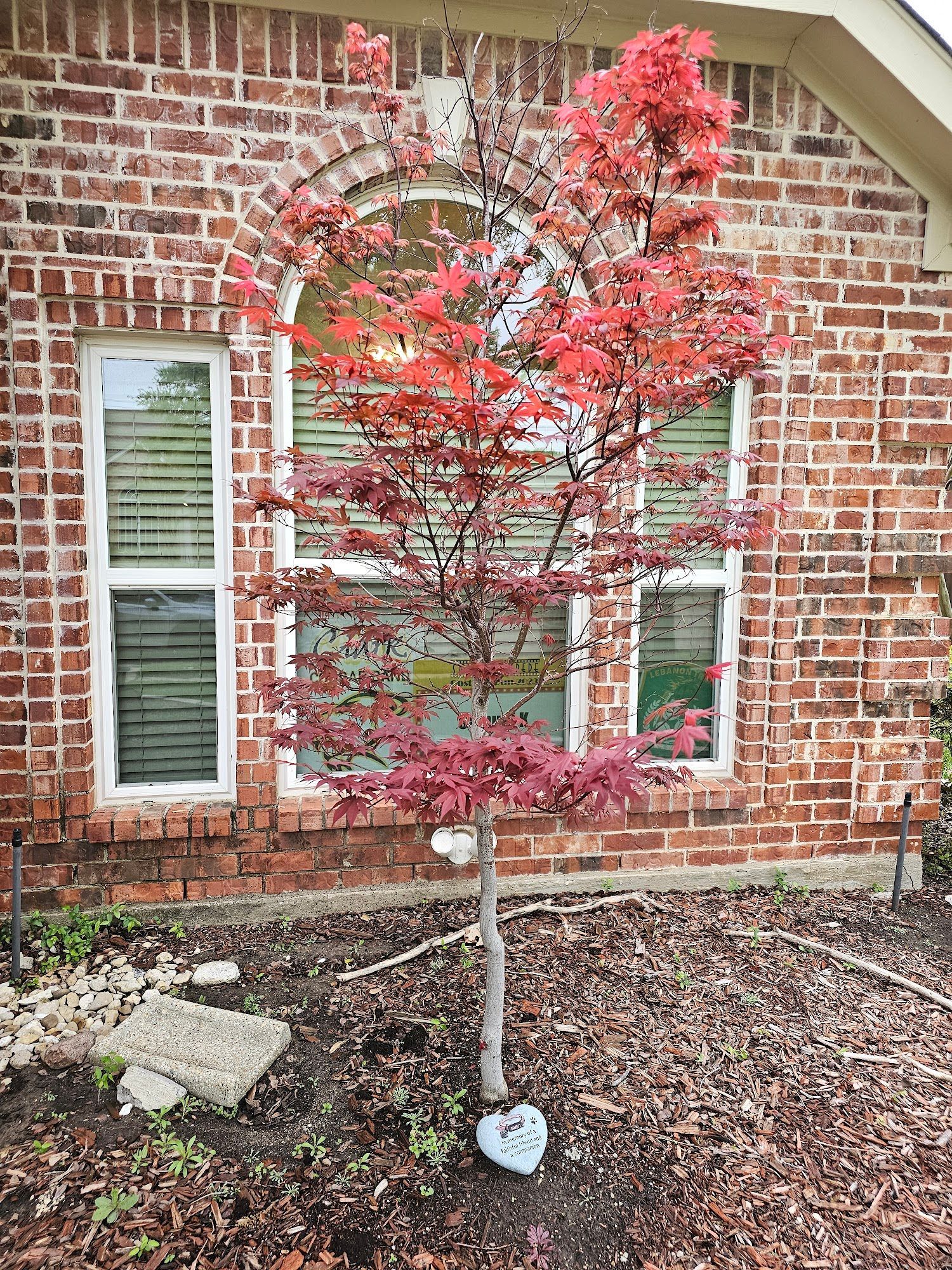 Red Japanese maple tree in front of a brick house with two windows and a large arched window.