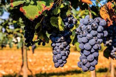 Temecula wine tours limo service