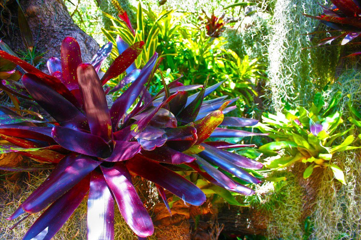 Bromeliad with streaks of bright fuchsia and bright green.