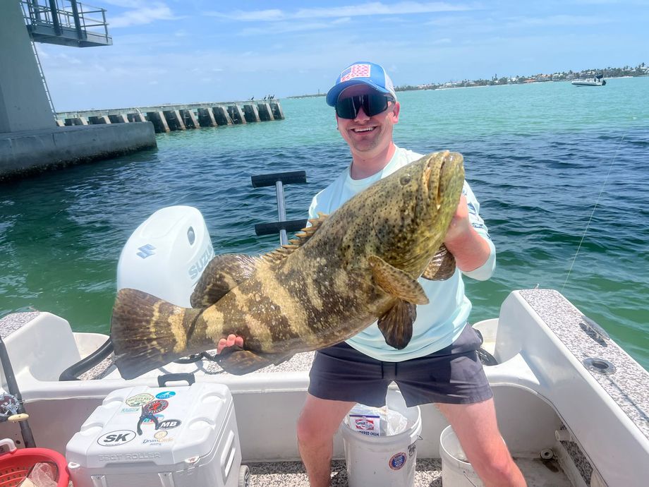 Man holding a large goliath grouper fish on a boat near a bridge.