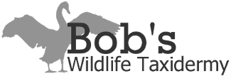 Bob's Wildlife Taxidermy