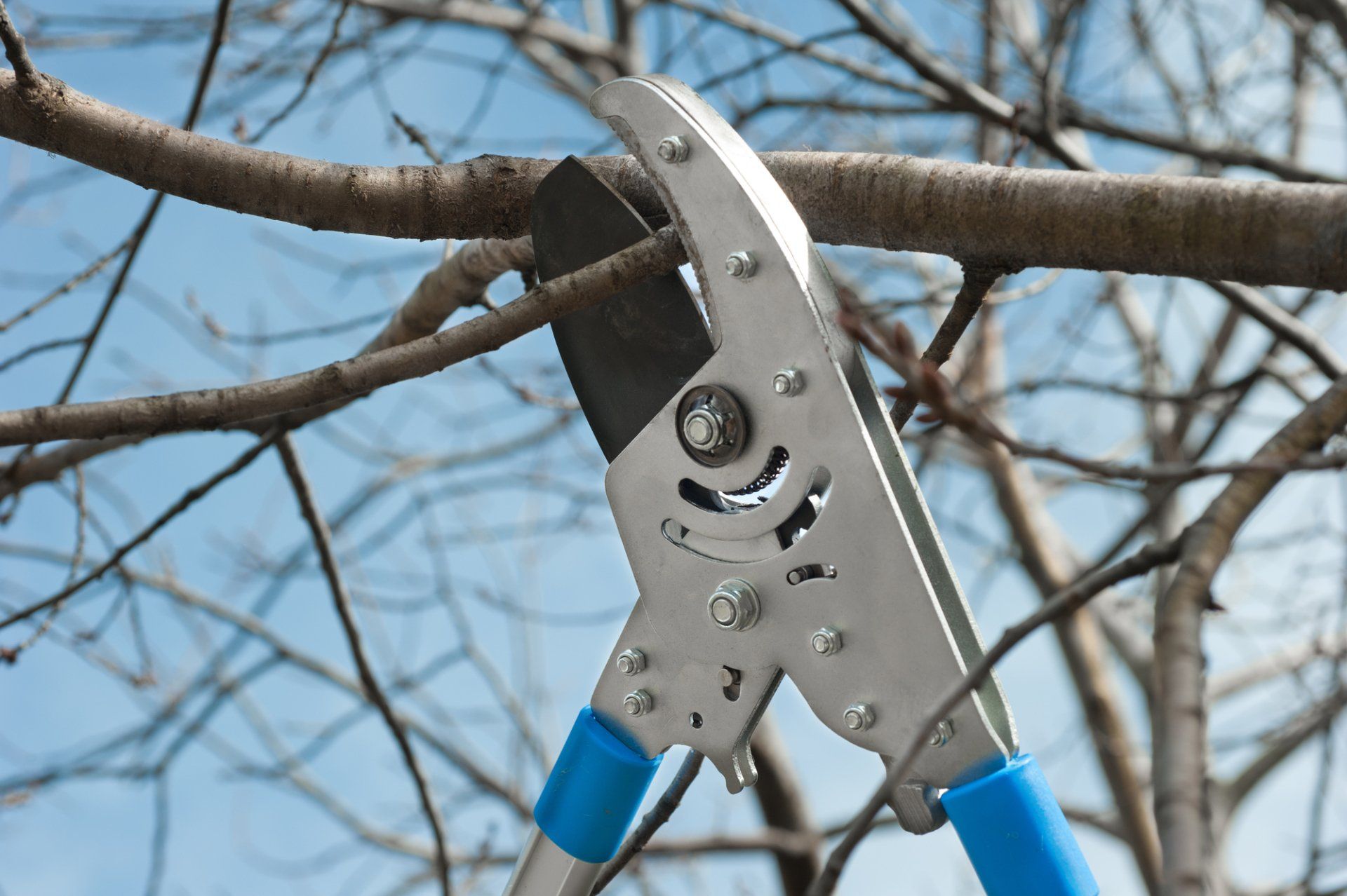 Tree Trimming in Ann Arbor, MI | Three Brothers Lawn Care