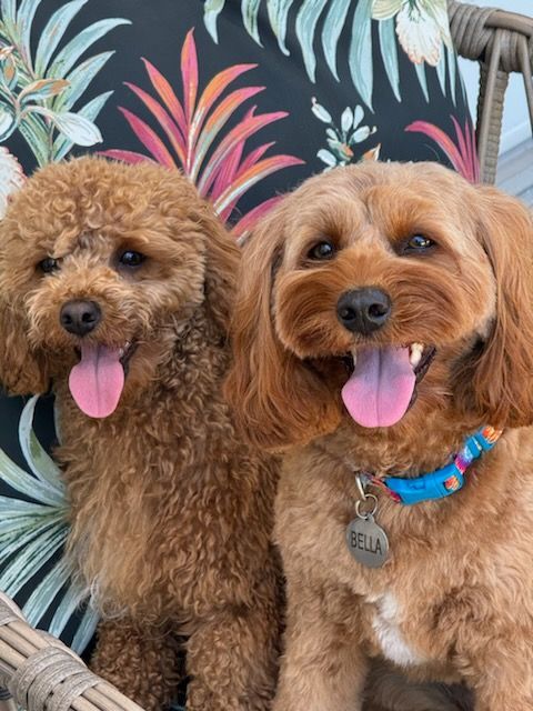 Two happy dogs with brown fur, tongues out, sitting outdoors.