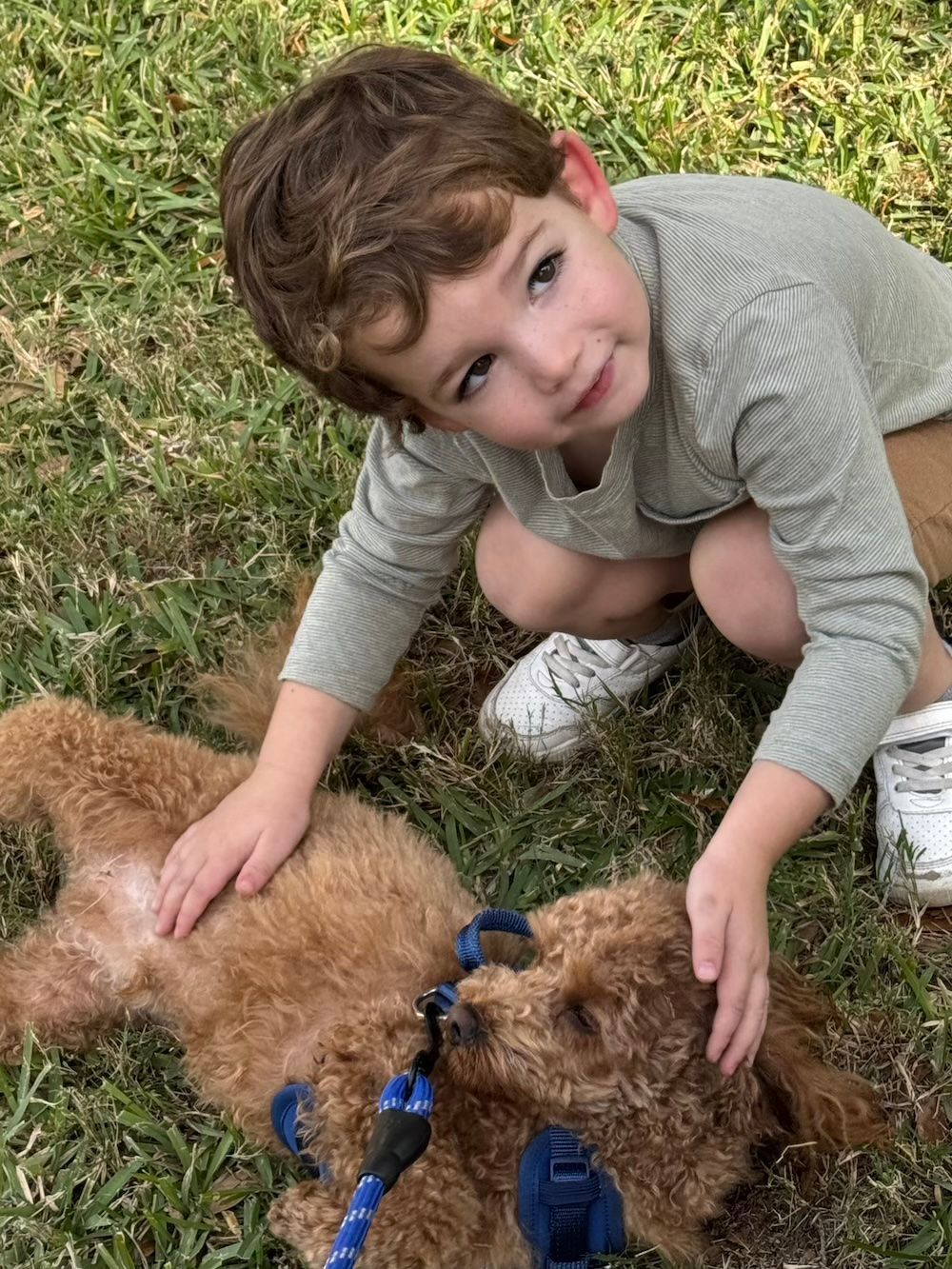 A young boy pets a brown poodle in a grassy outdoor setting. The boy smiles.