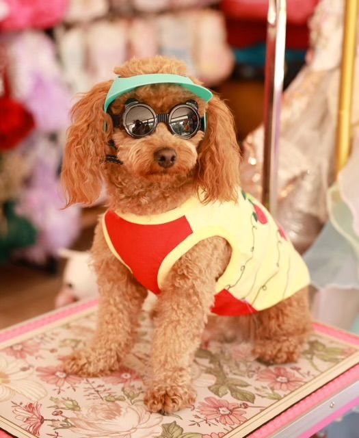 Brown poodle wearing sunglasses, visor, and a red/yellow shirt, posing indoors.