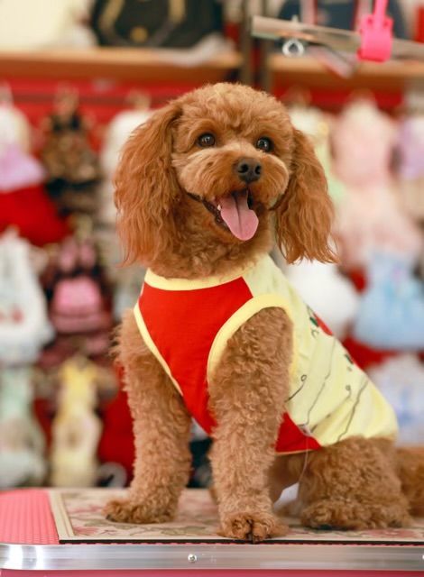 A smiling brown poodle wearing a red and yellow shirt, sitting indoors with pet clothing in the background.