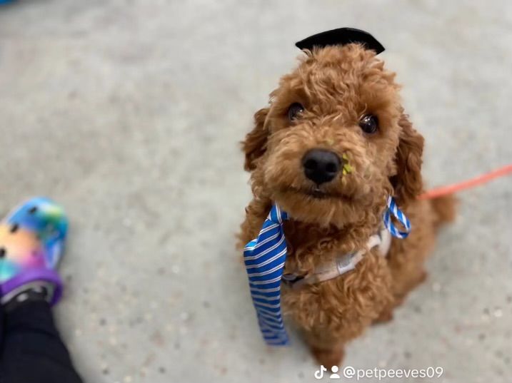 Brown poodle wearing a graduation cap and striped tie, sitting, looking up, outdoors.