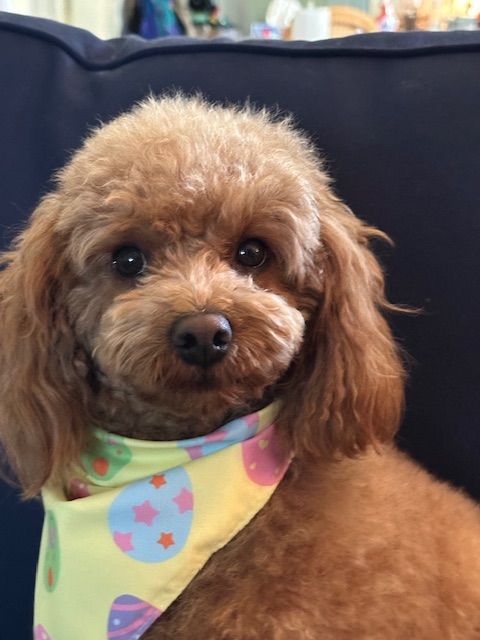 Brown poodle wearing a yellow Easter bandana, looking at the camera.