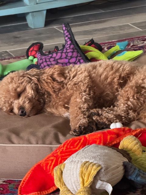 Golden-brown dog sleeping on a brown dog bed surrounded by colorful toys.