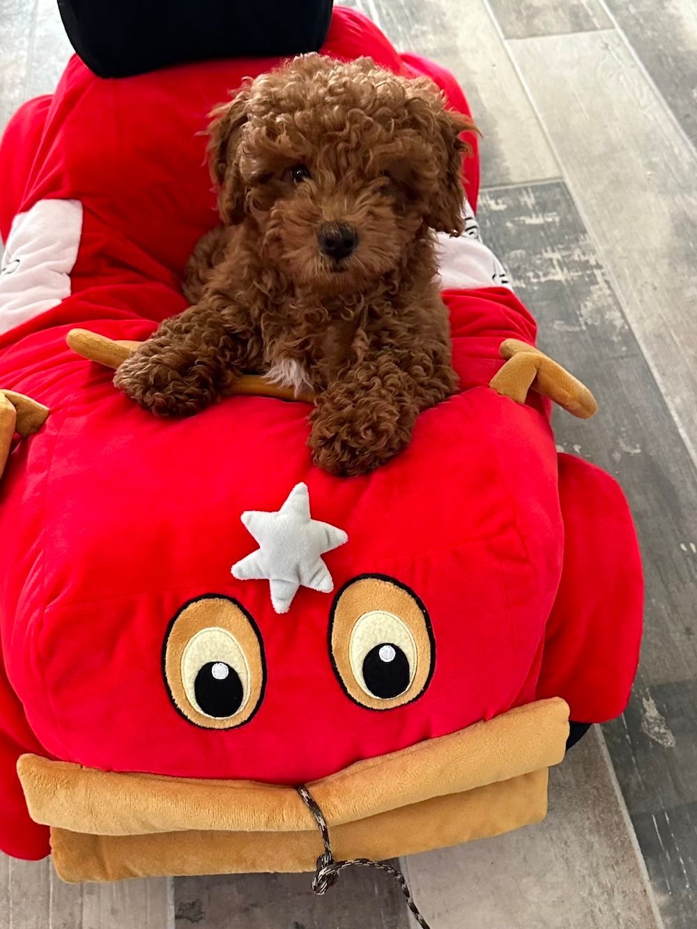 Brown puppy sits on a red, plush car-shaped bed with large cartoon eyes, looking forward.
