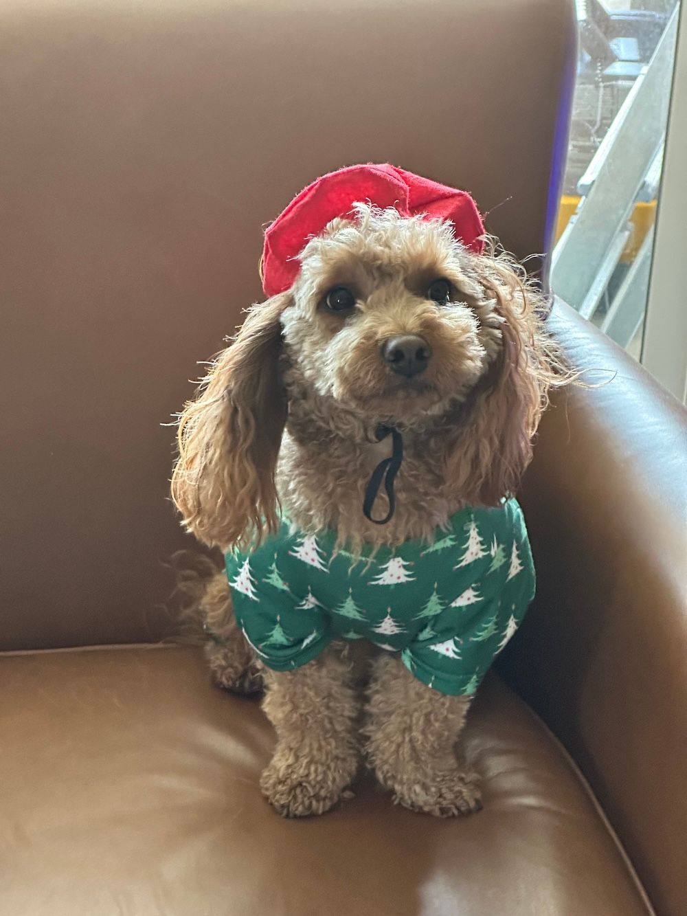Brown poodle wearing a Christmas sweater and red hat, sitting on brown leather chair.