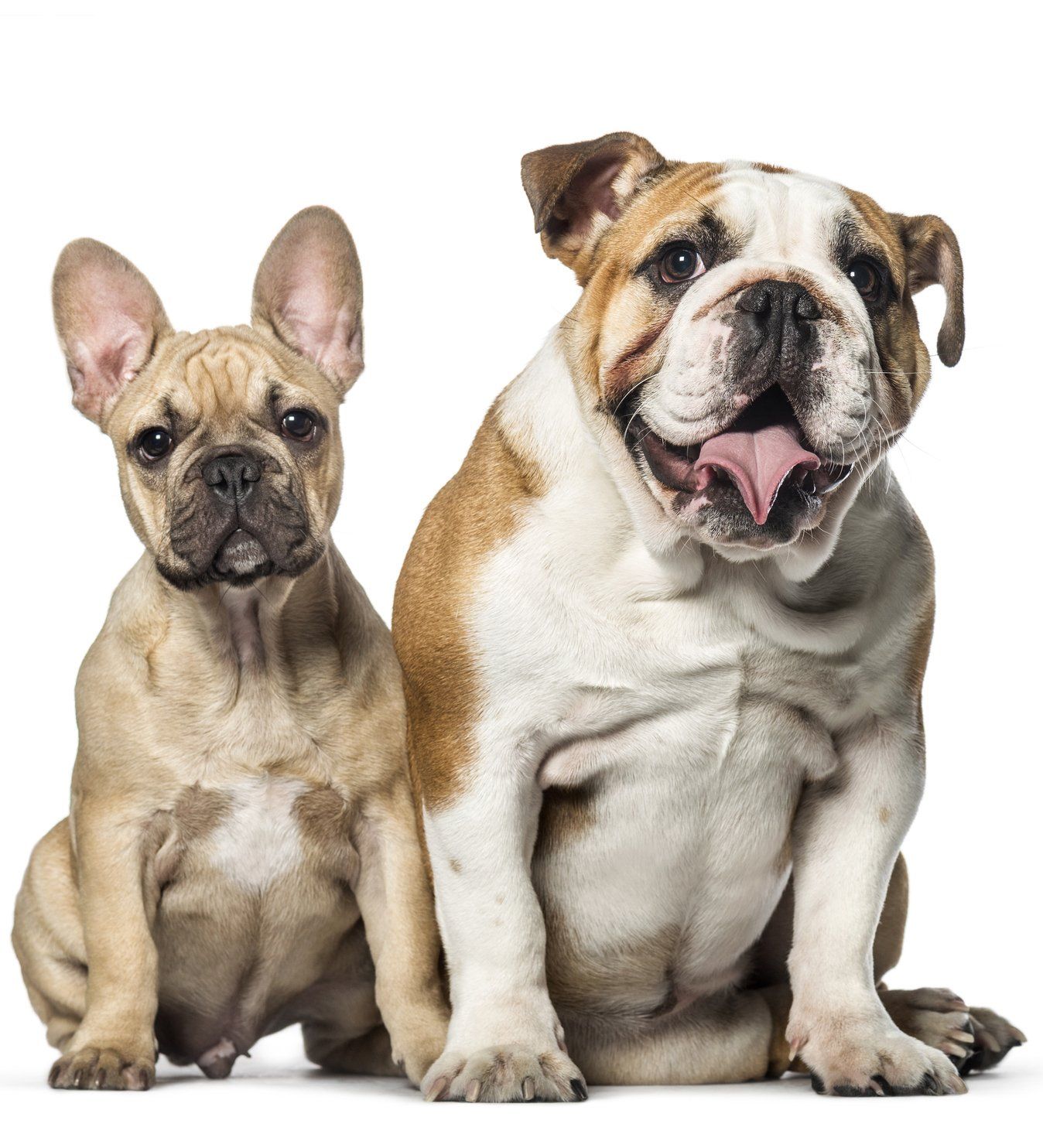 French and English Bulldog | Reno, NV | Statewide Termite and Pest Control Inc