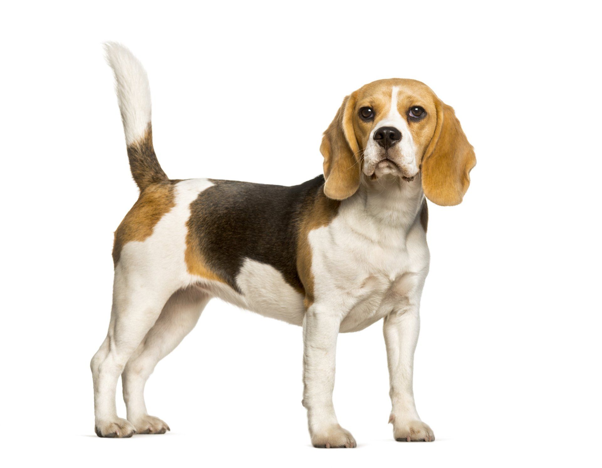 Beagle Dog | Reno, NV | Statewide Termite and Pest Control Inc