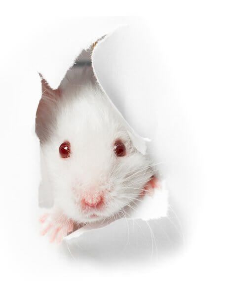 White Mouse | Reno, NV | Statewide Termite and Pest Control Inc