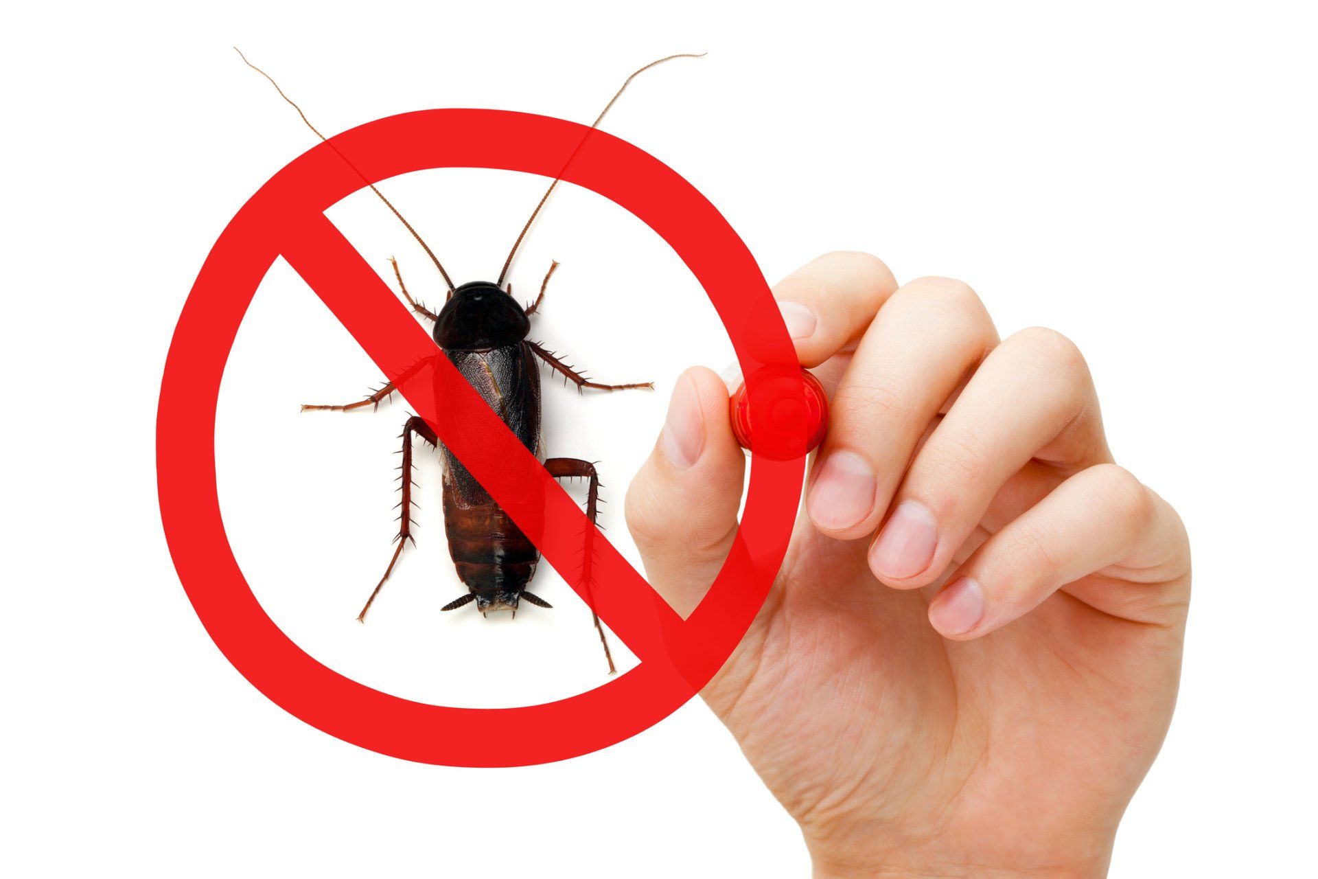 Prohibition Sign Cockroach | Reno, NV | Statewide Termite and Pest Control Inc