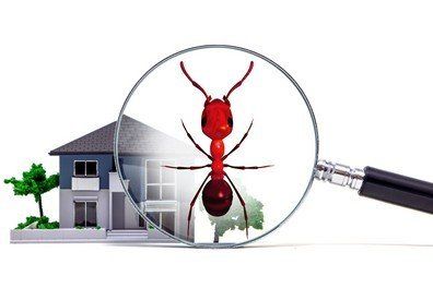 Magnifying Ant | Reno, NV | Statewide Termite and Pest Control Inc