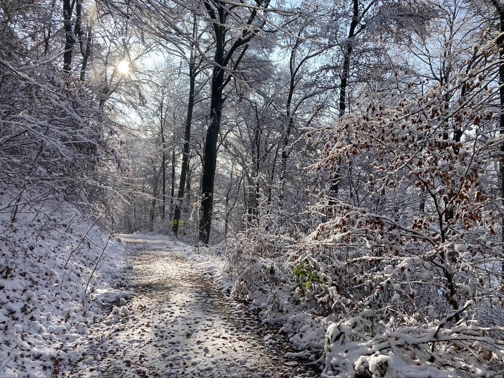 Verschneiter Waldweg mit Sonne – Symbol für Stille und Trauerbegleitung
