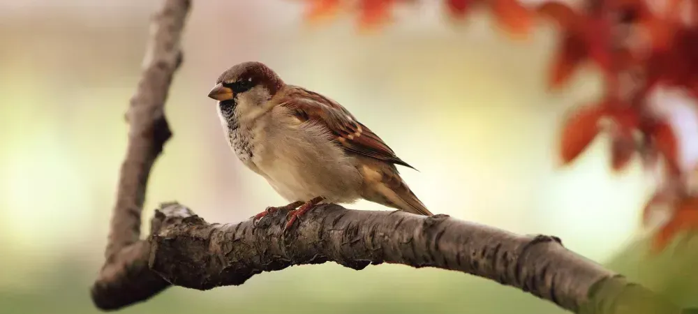 bird sitting on a tree branch