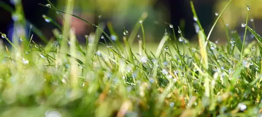 organic lawn care  photograph of grass with dew drops